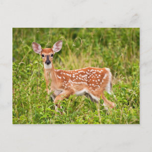 Cartão Postal Doce Inocência