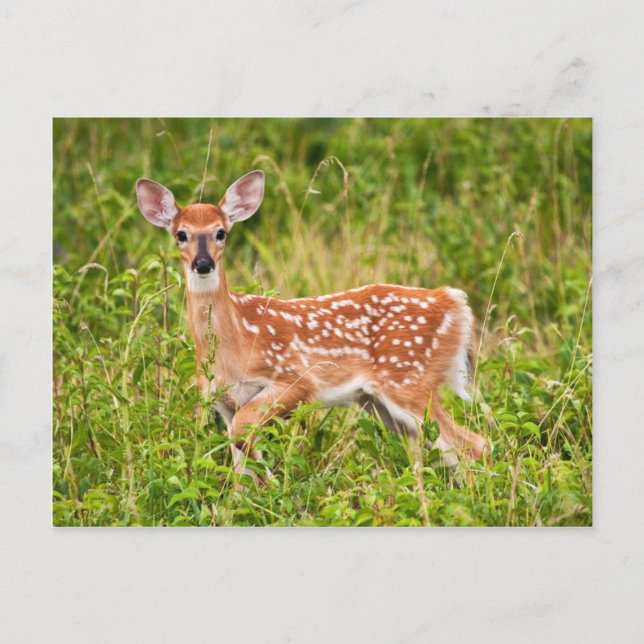 Cartão Postal Doce Inocência (Frente)