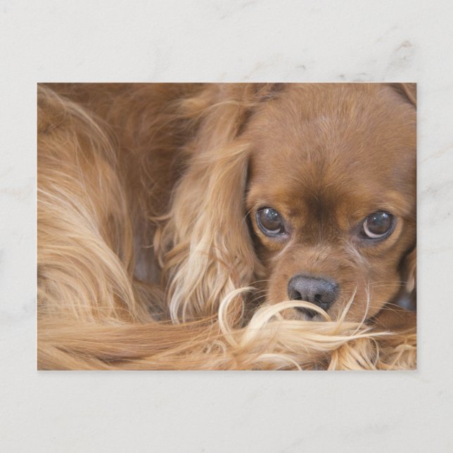 Cartão Postal Doce Ruby Cavalier King Charles Spaniel (Frente)