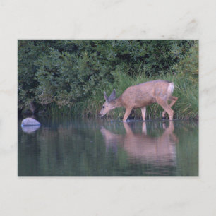 Cartão Postal Doe Mule Deer Early Morning