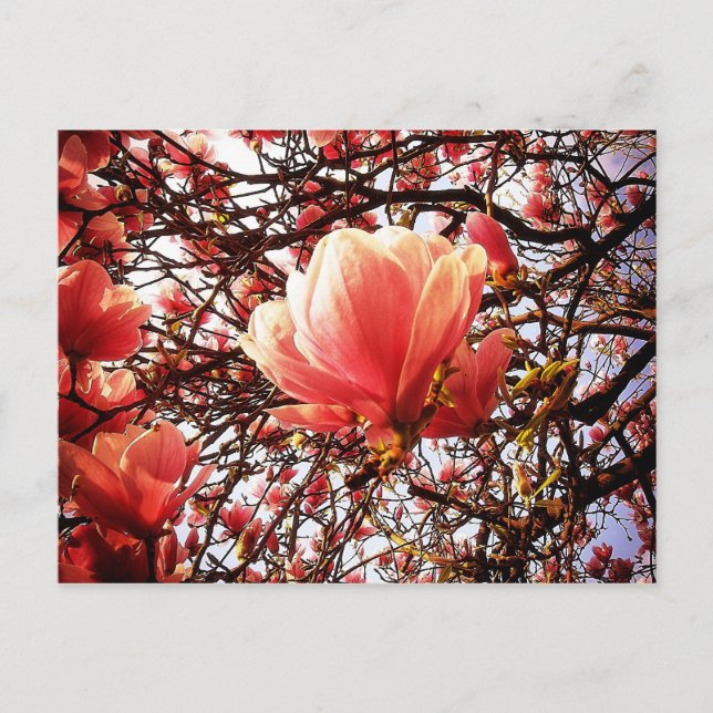 Cartão Postal Doenças do (Frente)