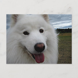 Cartão Postal Dog Park Samoyed