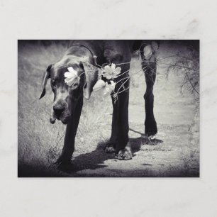 Cartão Postal Dogge Balu