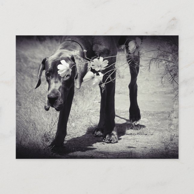 Cartão Postal Dogge Balu (Frente)