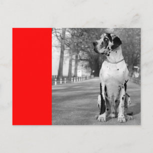 Cartão Postal Doggenhaus