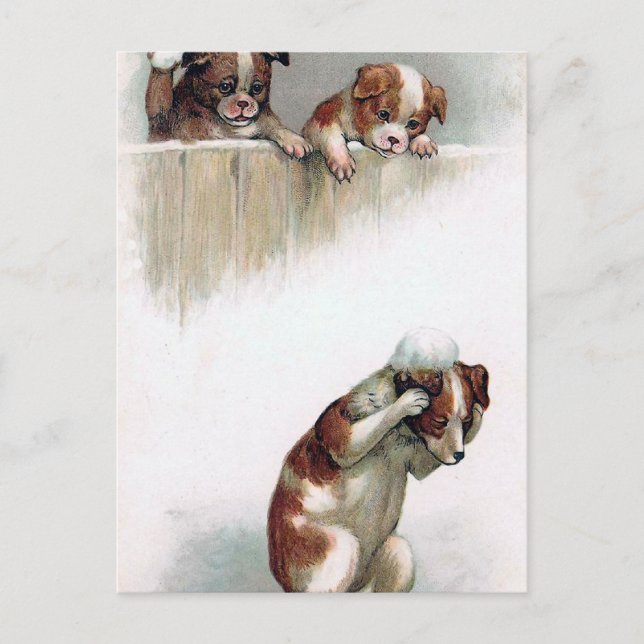 Cartão Postal "Dogs playing Snowballs" Vintage (Frente)
