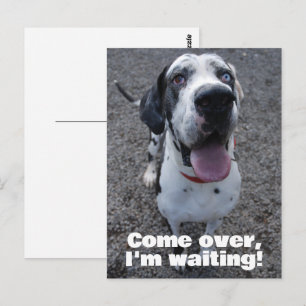 Cartão Postal Dogue Alemão esperando por você
