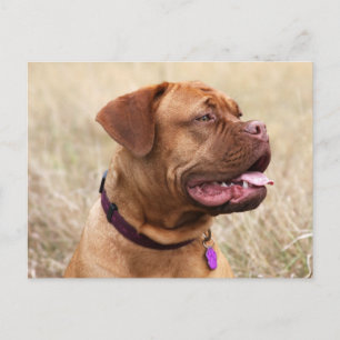 Cartão Postal dogue de bordeaux