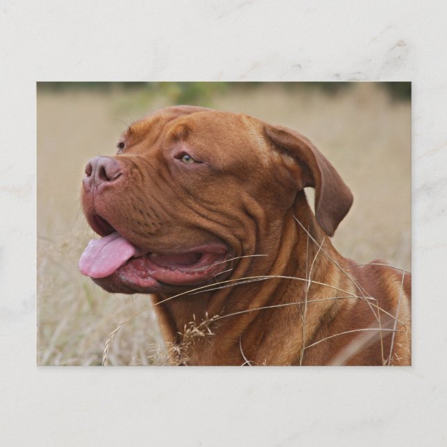 Cartão Postal Dogue de Bordeaux (Frente)