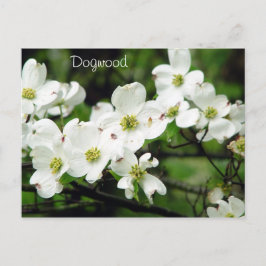 Cartão Postal Dogwood