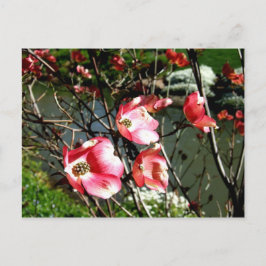 Cartão Postal Dogwood