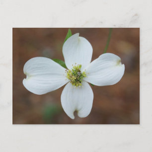 Cartão Postal Dogwood Bloom