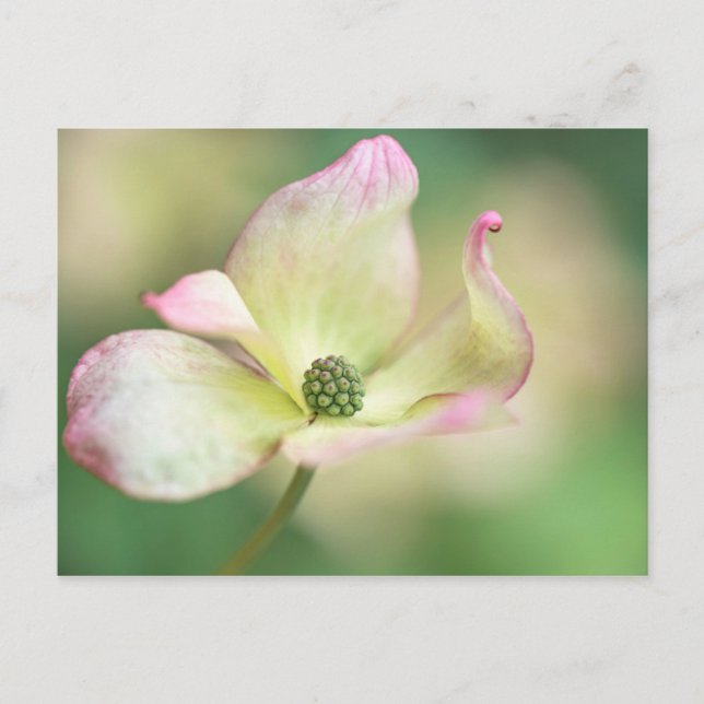 Cartão Postal Dogwood Blossom | Cornus Kousa 'Miss Satomi' (Frente)