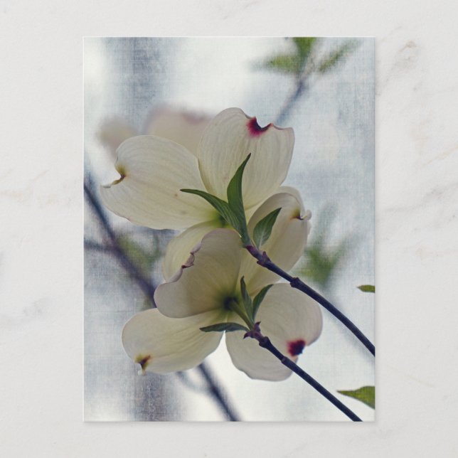 Cartão Postal Dogwood Blossoms (Frente)