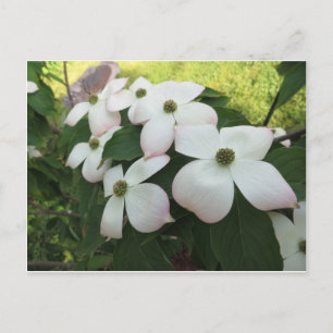 Cartão Postal Dogwood Blossoms