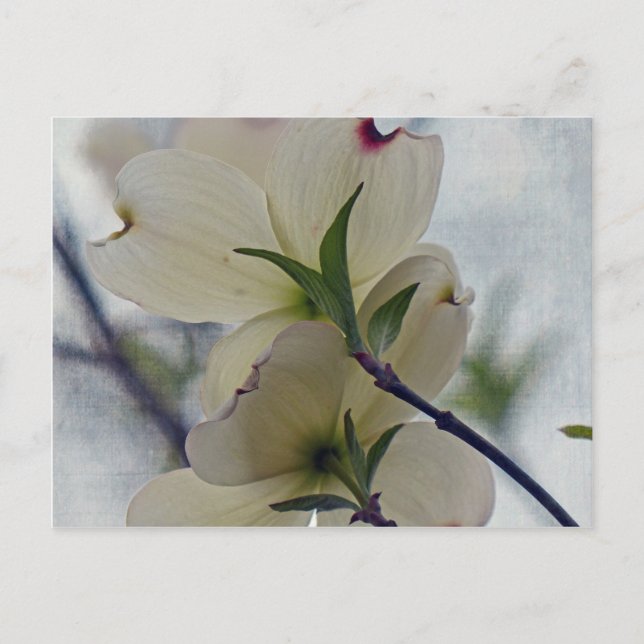 Cartão Postal Dogwood Blossoms (Frente)