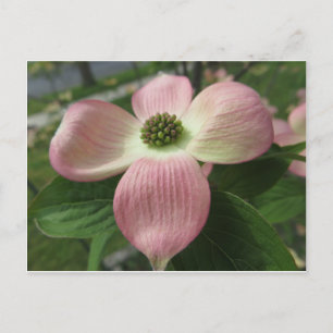 Cartão Postal Dogwood Cross