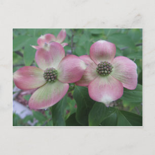 Cartão Postal Dogwood Duplo