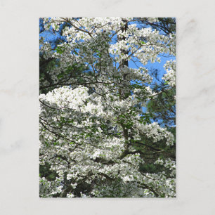 Cartão Postal Dogwood Flor