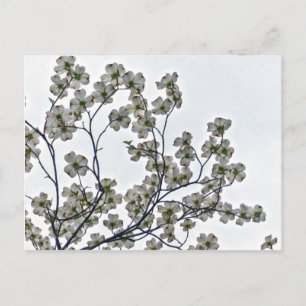 Cartão Postal Dogwood Flor Branco
