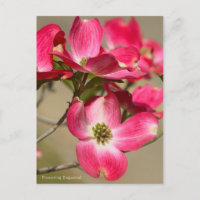 Dogwood Flor [Cartão Postal]