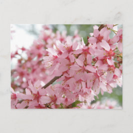 Cartão Postal Dogwoods cor-de-rosa