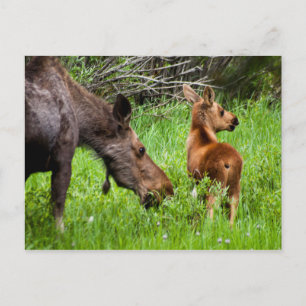 Cartão Postal Dois Alertas, Mãe E Bebê