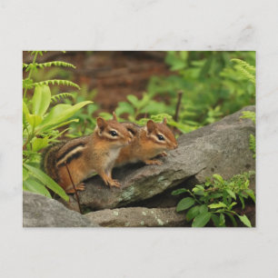 Cartão Postal Dois Bebês Bons