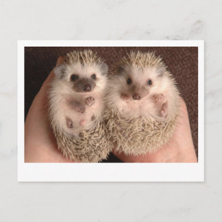 Cartão Postal Dois Bebês Hedgehogs