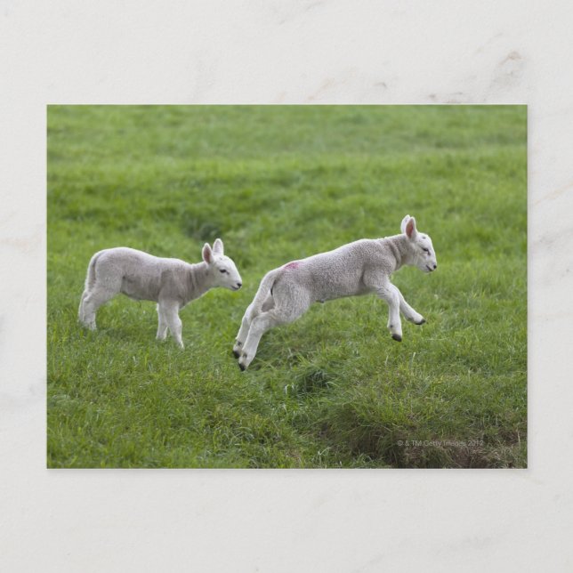 Cartão Postal Dois borregos (Frente)