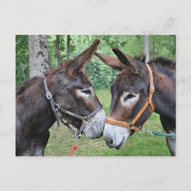 Cartão Postal Dois burros amigáveis (Frente)