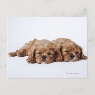 Cartão Postal Dois cachorros Cavalier King Charles Spaniel