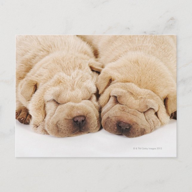 Cartão Postal Dois cachorros Shar Pei dormindo (Frente)