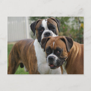 Cartão Postal Dois Cães Boxer