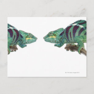 Cartão Postal Dois Camaleões Pantera Nosy Be (Furcifer)