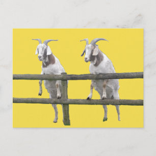 Cartão Postal Dois Caprinos Olhando Sobre A Cerca