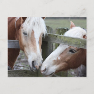 Cartão Postal Dois Cavalos