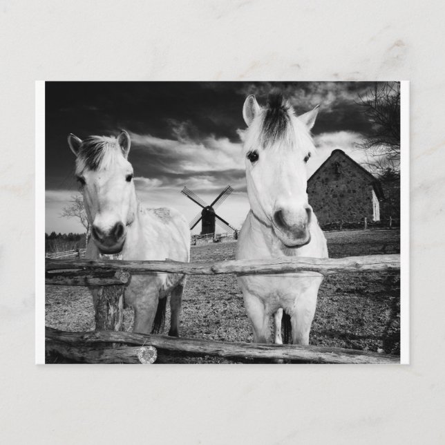 Cartão Postal Dois cavalos (Frente)