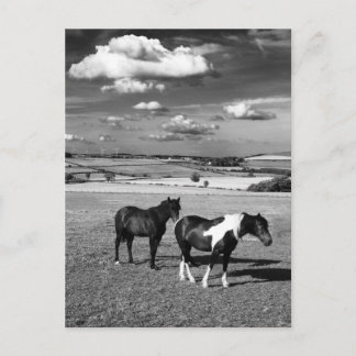 Cartão Postal Dois Cavalos