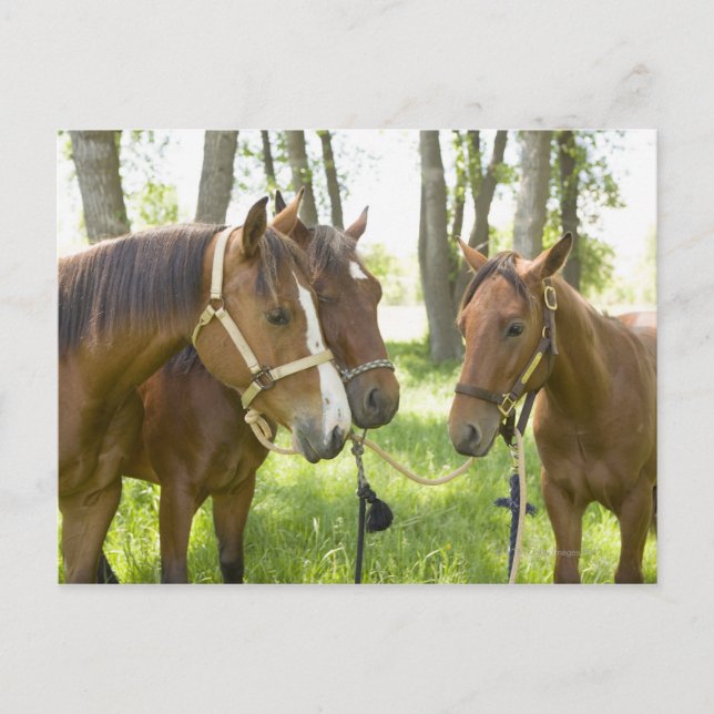 Cartão Postal Dois cavalos americanos do Quarter à sombra (Frente)