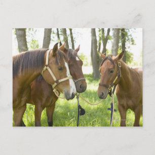 Cartão Postal Dois cavalos americanos do Quarter à sombra