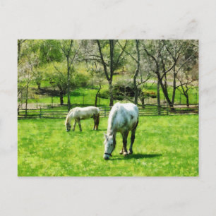 Cartão Postal Dois Cavalos Brancos