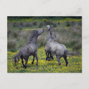 Cartão Postal Dois Cavalos Buck e Play