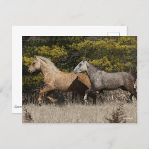 Cartão Postal Dois Cavalos De Bashkir Curly Correndo Juntos