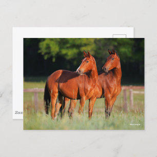 Cartão Postal Dois Cavalos De Warmblood Em Campo