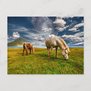 Cartão Postal Dois Cavalos Espalhando na Pastura