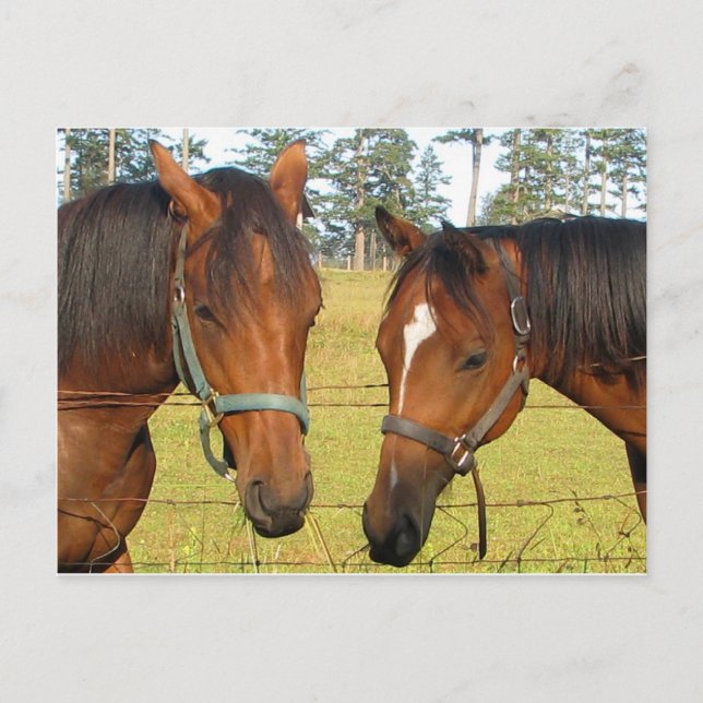 Cartão Postal Dois Cavalos Marrons Em Um Campo, Cavalos Pensados (Frente)