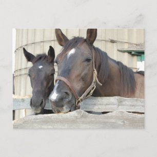 Cartão Postal Dois Cavalos Mastigando uma cerca