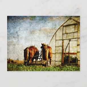Cartão Postal Dois Cavalos Prontos Para Trabalho