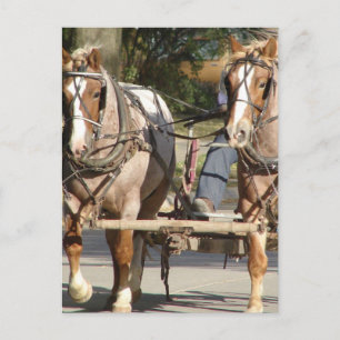 Cartão Postal Dois Cavalos Ruãos Vermelhos